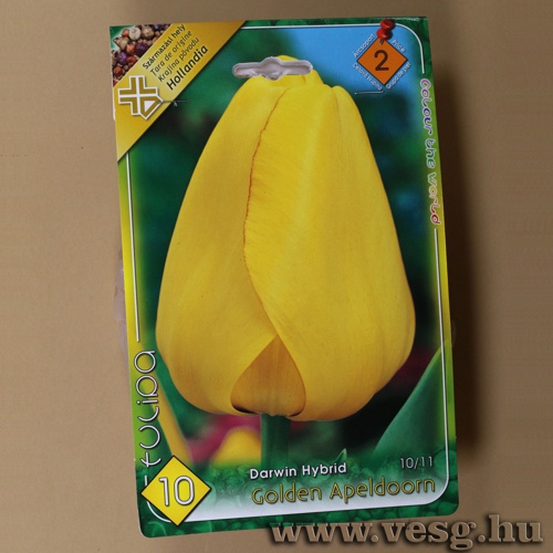 Tulipn - Golden Apeldoorn 8 db