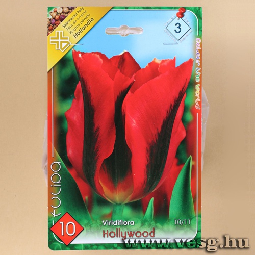 Tulipn - Hollywood 10 db