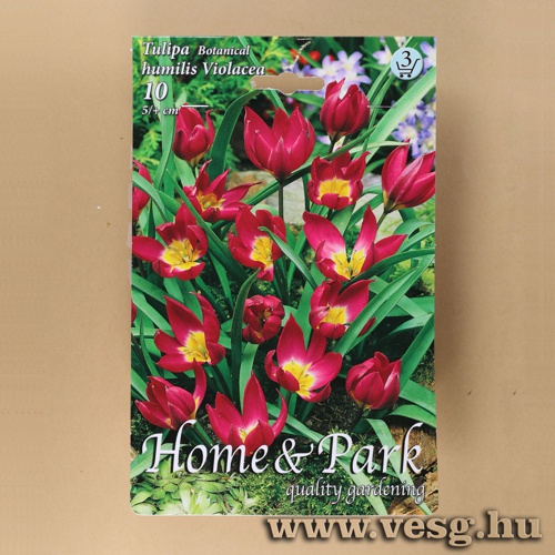 Tulip�n - Humilis Violacea 10 db