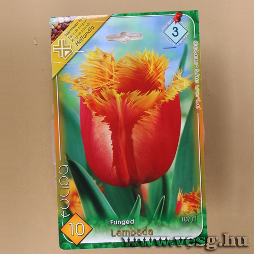Tulip�n - Lambada 8 db