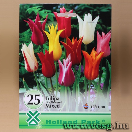 Tulipn - Liliomvirg - Sznkeverk 25 db