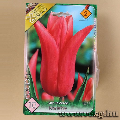Tulip�n - Mariette 6 db