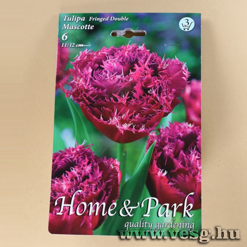 Tulip�n - Mascotte 6 db