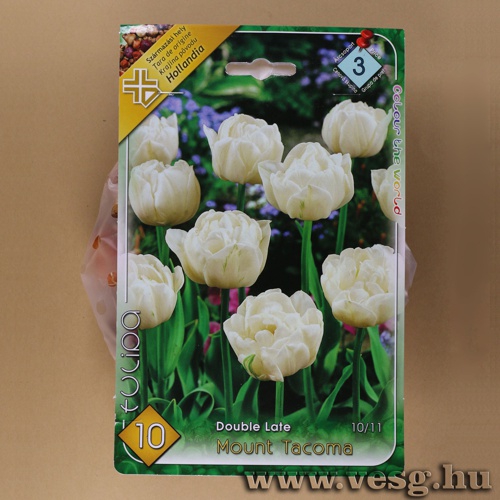 Tulipn - Mount Tacoma 10 db