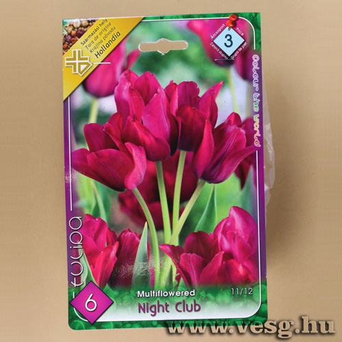 Tulip�n - Night Club 6 db
