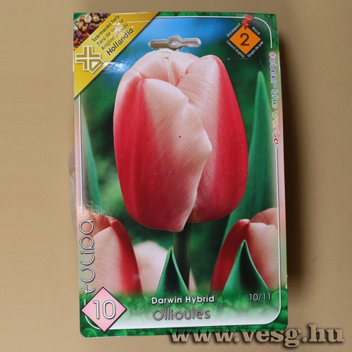 Tulip�n - Ollioules 6 db