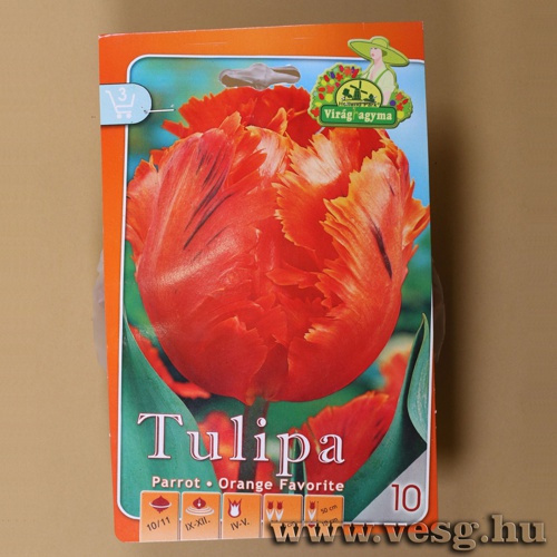 Tulip�n - Orange Favorite 7 db