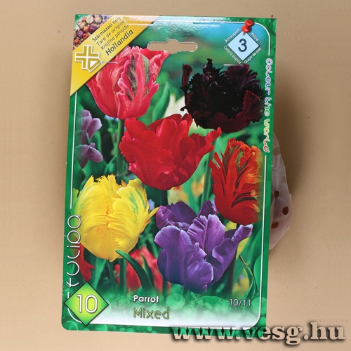 Tulip�n - Papag�jvir�g� - Sz�nkever�k 7 db
