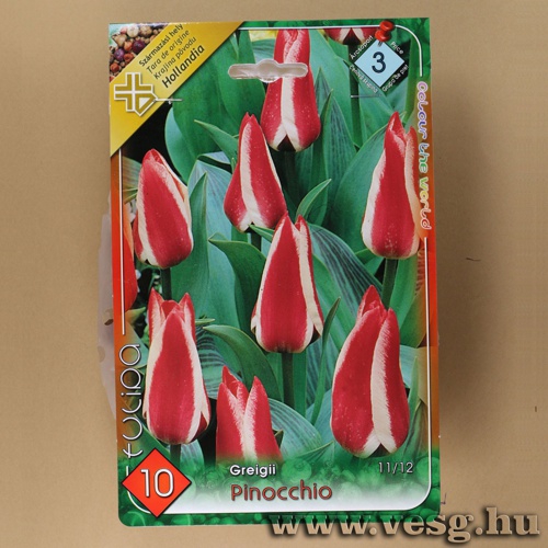 Tulip�n - Pinocchio 10 db