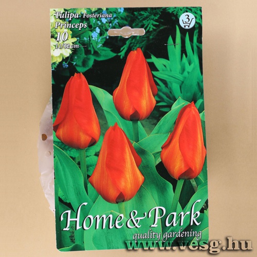 Tulip�n - Princeps 10 db