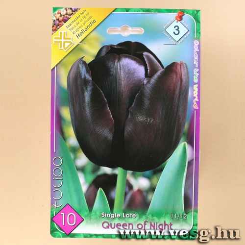 Tulip�n - Queen of Night 7 db