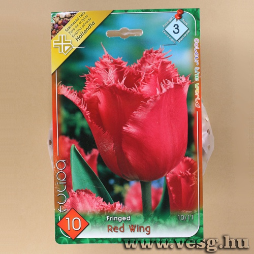 Tulip�n - Red Wing 8 db