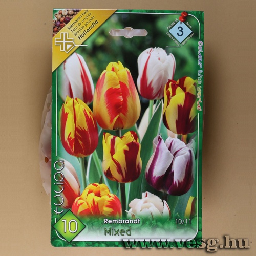 Tulip�n - Rembrandt - Sz�nkever�k 7 db