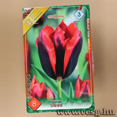 Tulip�n - Slawa 7 db