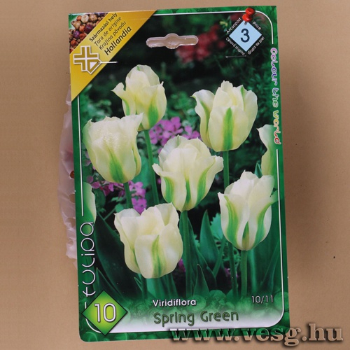 Tulip�n - Spring Green 7 db