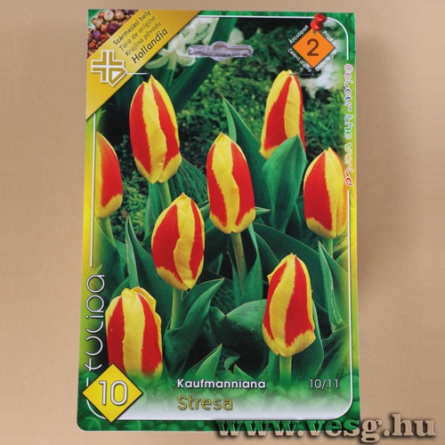 Tulipan - Stresa 8 db