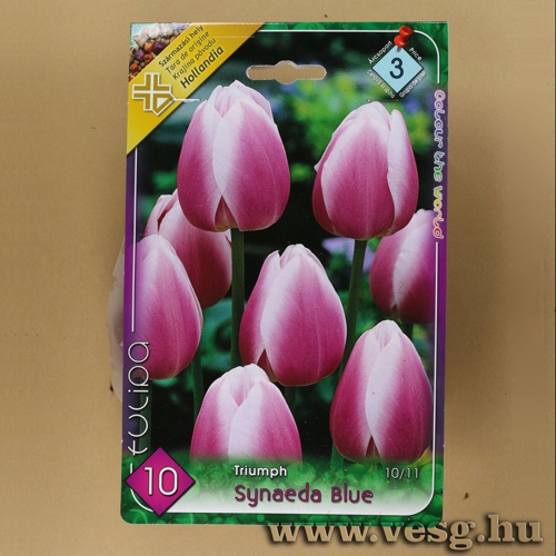 Tulipn - Synaeda Blue 7 db