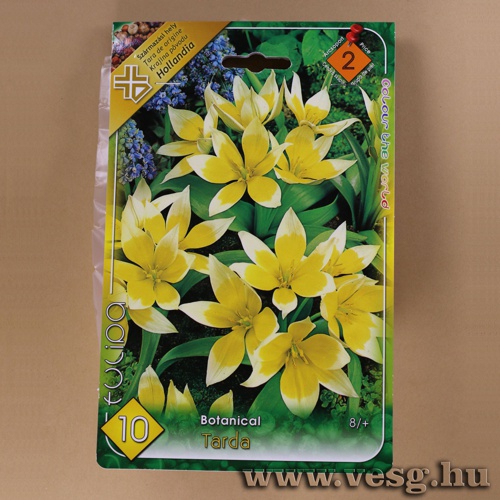 Tulip�n - Tarda 10 db
