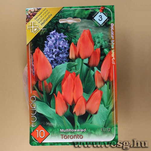 Tulip�n - Toronto 10 db
