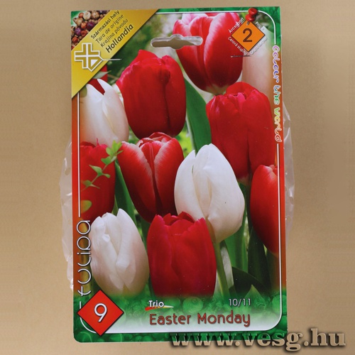 Tulip�n Trio - Eastern Monday 6 db