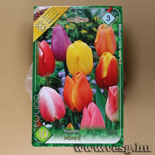 Tulipn - Triumph - Sznkeverk 8 db