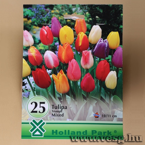 Tulip�n - Triumph - Sz�nkever�k 25 db