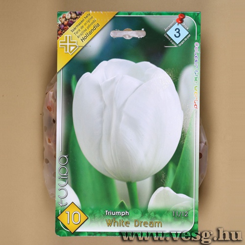 Tulipán - White 6 db