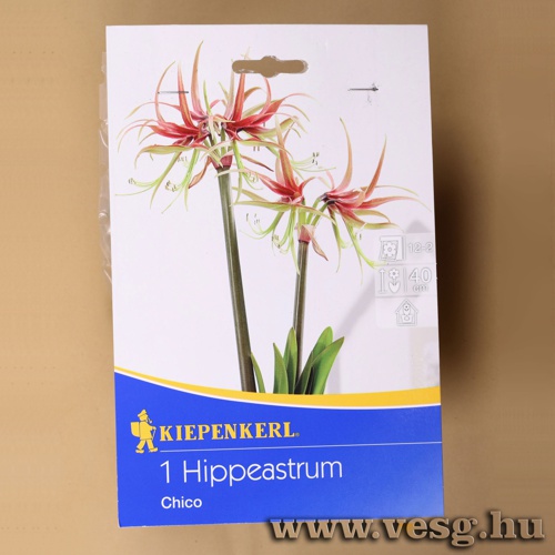 Amarilisz /Chico/ 1db