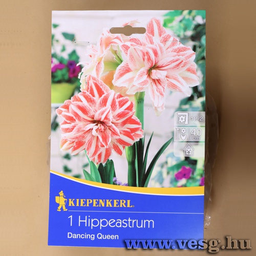 Amarilisz /Dancing Queen/ 1db