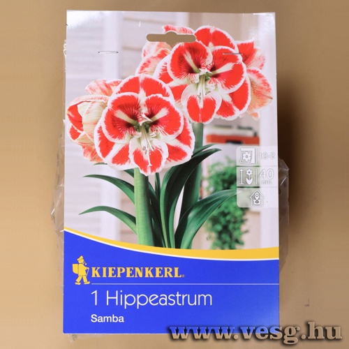 Amarilisz /Samba/ 1db