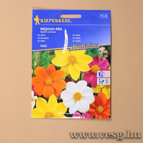 Dália /Mignon - Színkeverék / 1 csomag