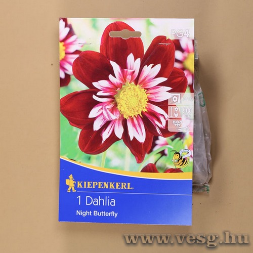 D�lia / Night Butterfly / 1db