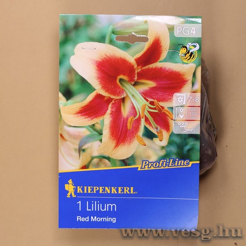 Liliom / Red Morning / 1db