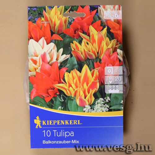 Tulip�n /Balkonzauber,Sz�nkever�k/ 10db