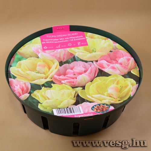 Tulip�n csomag /Dream Island/ 12db