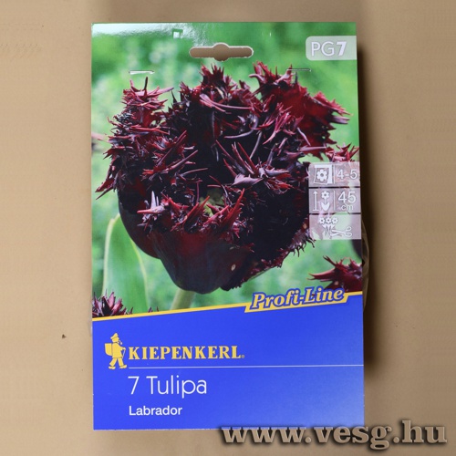 Tulip�n / Labrador / 7db