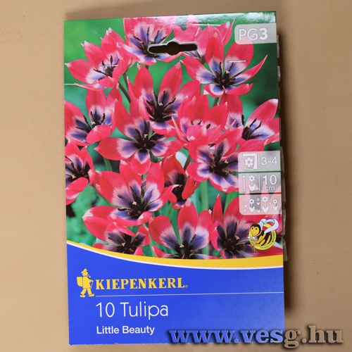 Tulip�n / Little Beauty / 10db