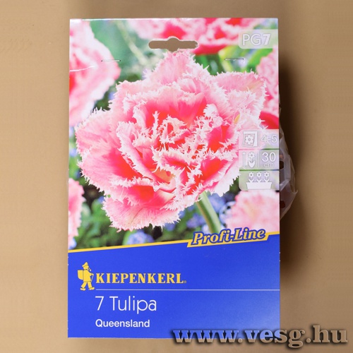 Tulip�n /Queensland/ 7db