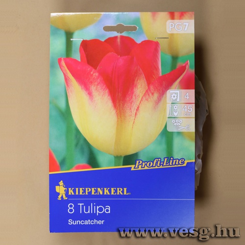 Tulip�n / Suncatcher / 8db