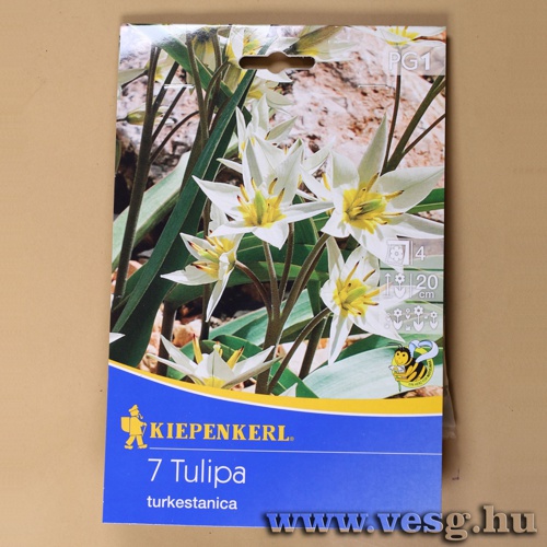 Tulip�n / Turkestanica / 7db