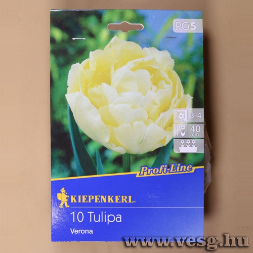Tulip�n / Verona / 10db