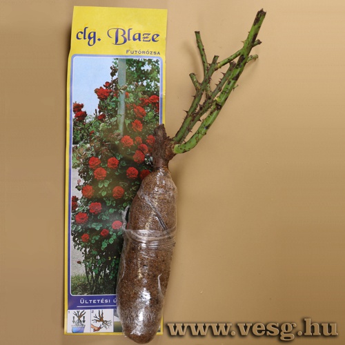 Rózsatő - Futórózsa - Blaze 1 tő