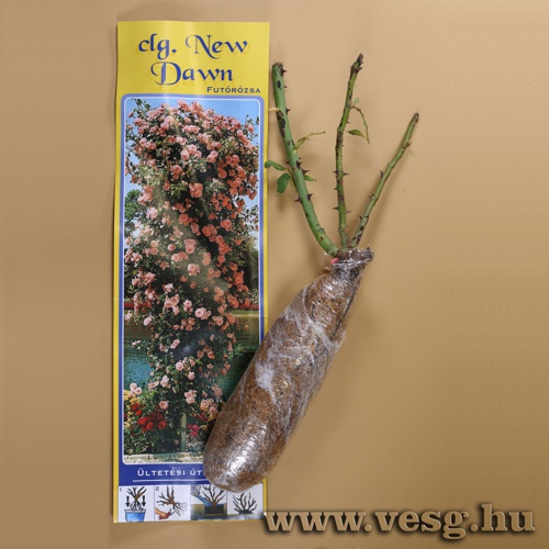 Rózsatő - Futórózsa - New Dawn 1 tő