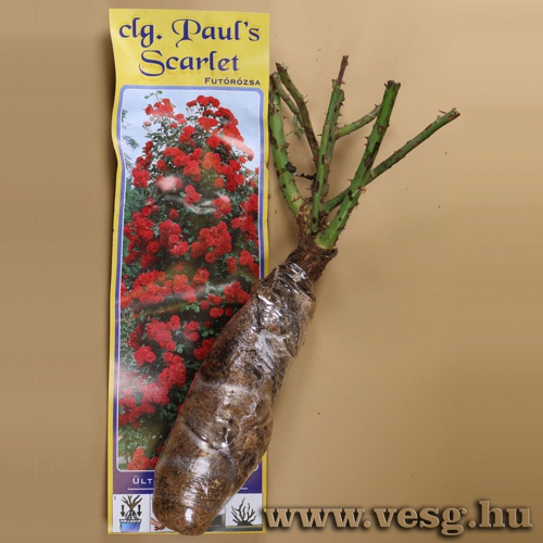 Rózsatő - Futórózsa - Paul s Scarlet 1 tő