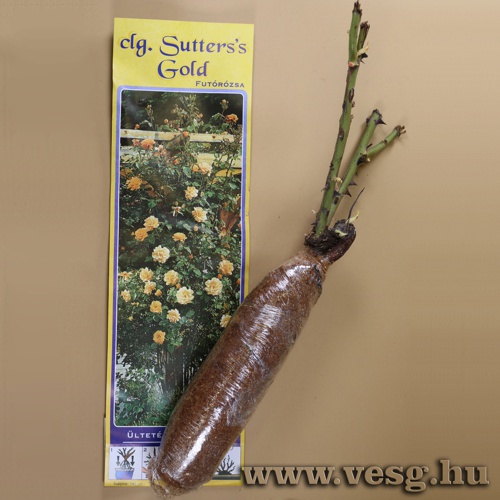 Rózsatő - Futórózsa - Sutters s Gold 1 tő
