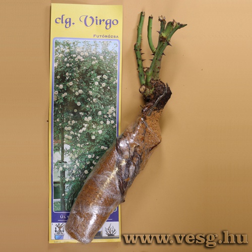 Rózsatő - Futórózsa - Virgo 1 tő