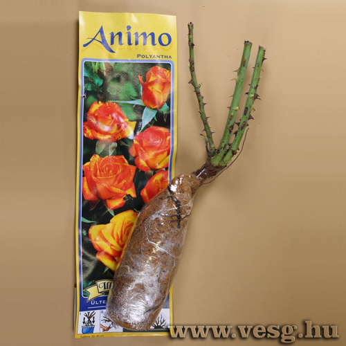 Rózsatő - Polyantha - Animo 1 tő