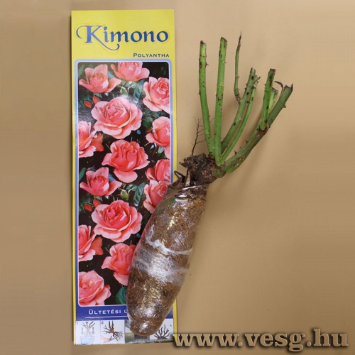 Rózsatő - Polyantha - Kimono 1 tő