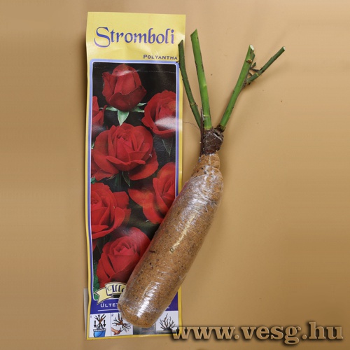 Rózsatő - Polyantha - Stromboli 1 tő