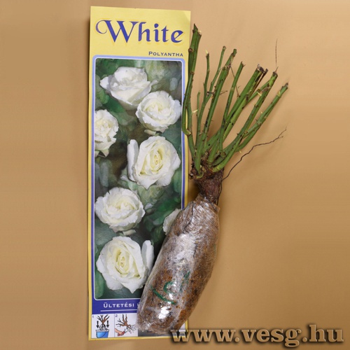 Rózsatő - Polyantha - White 1 tő